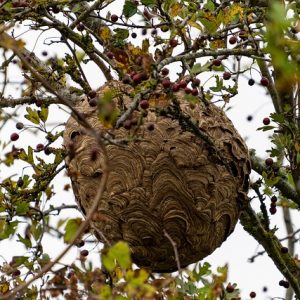 Attention aux nids de frelons asiatiques