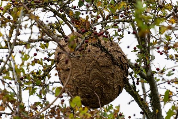 Attention aux nids de frelons asiatiques